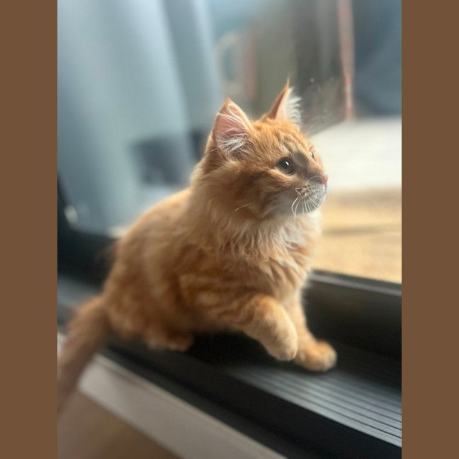 Photo of Sam   Located In Kensington