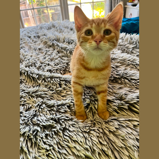 Photo of Benjamin Puddin *9 Lives Project Rescue*