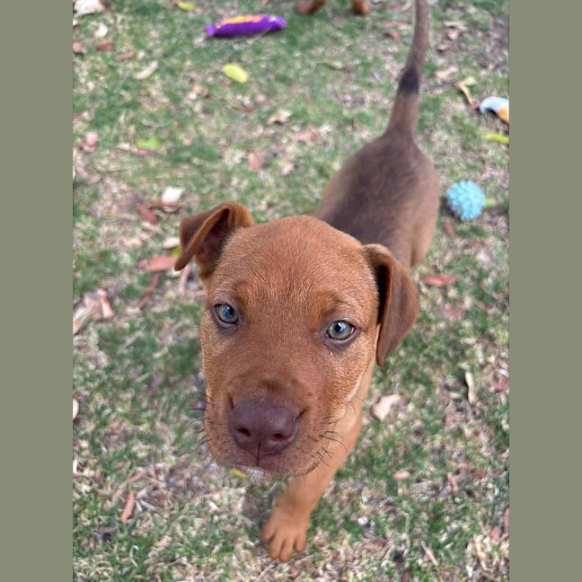 Photo of Benji