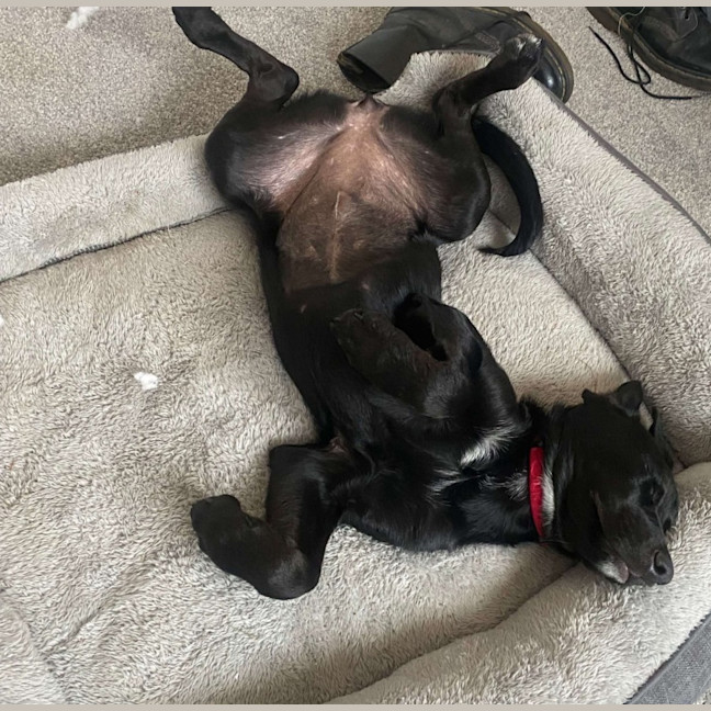 Photo of Gracie