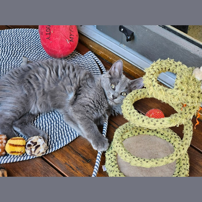 Photo of Buddy ** 2nd Chance Cat Rescue **