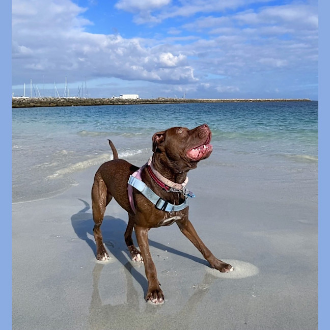 Photo of Coco