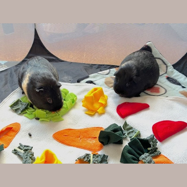 Photo of Choc And Chip