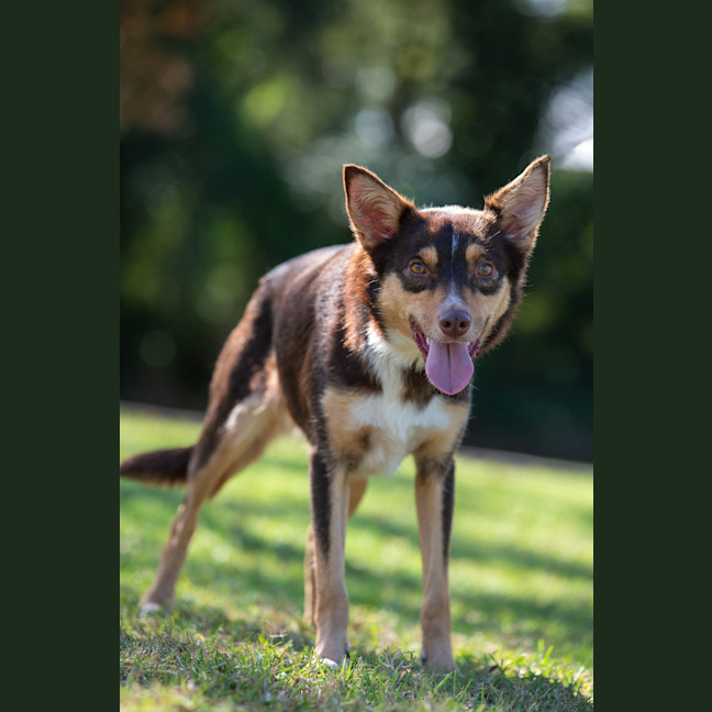 Photo of Ruby