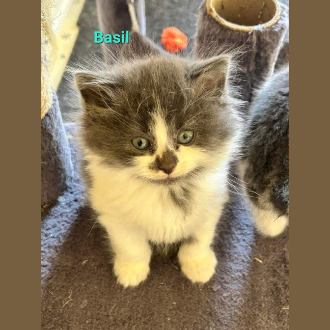 Photo of Basil