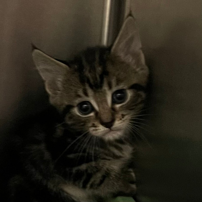 Photo of Dr. Watson Snuggles 