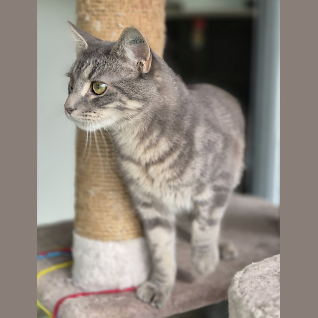Photo of Smokey