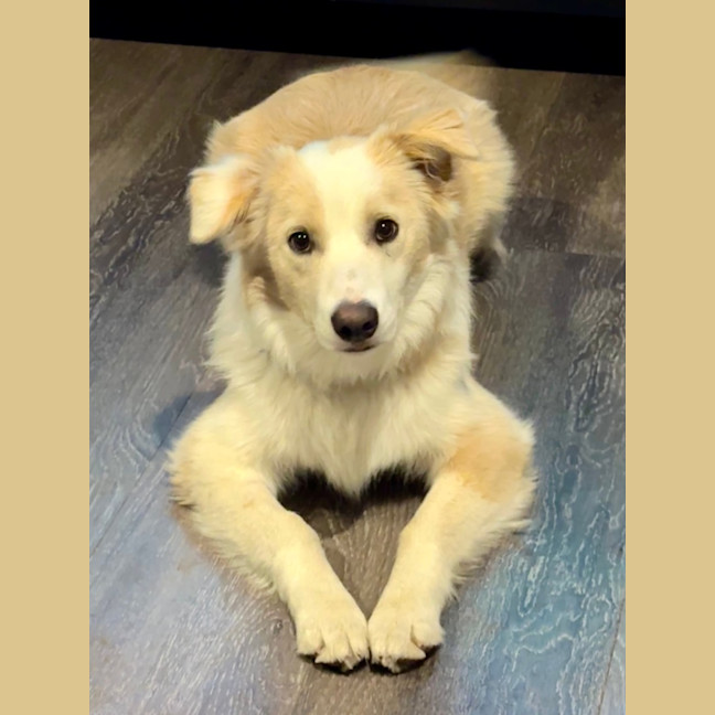 Photo of Biscuit