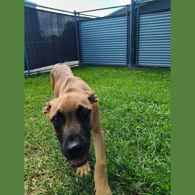 Photo of Scooby