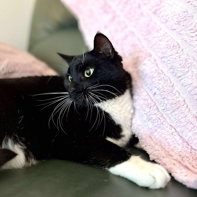 Photo of Stripe And Bandit   Located In Croydon