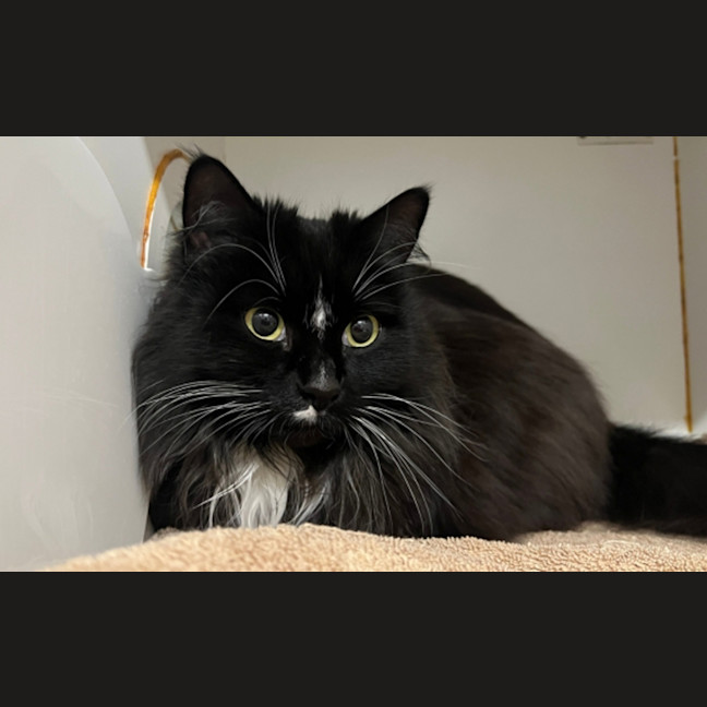 Photo of Penny
