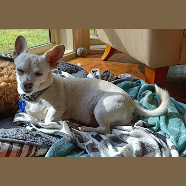 Photo of Chevy 🚗 Chihuahua X Dachshund (On Trial 13/6/25)
