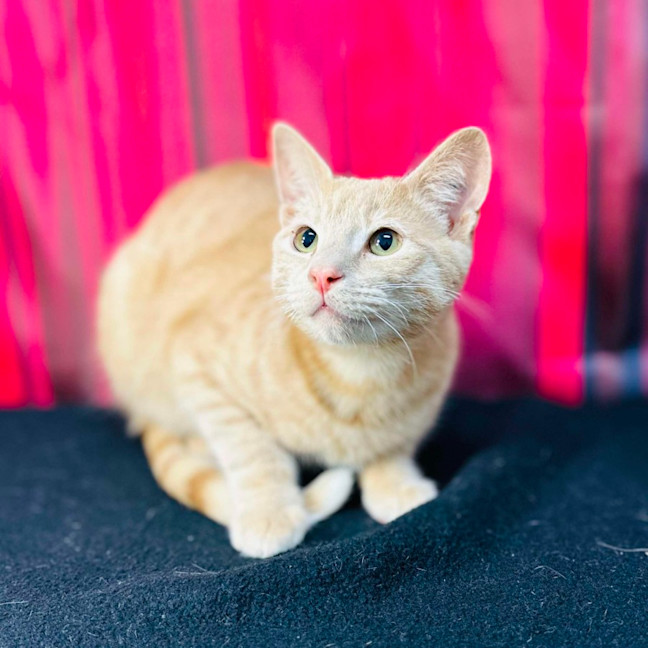 Photo of Jack (Located In Preston) 