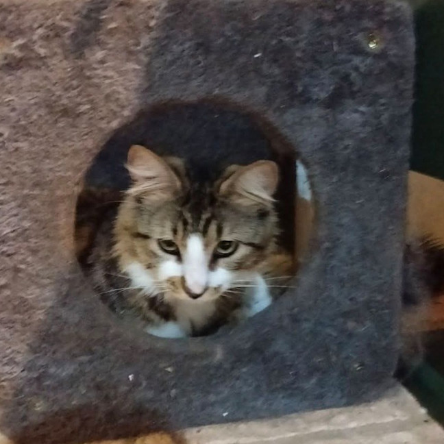 Photo of Purrlock Holmes