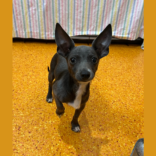 Photo of Poncho