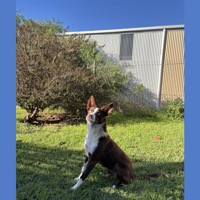 Photo of Socks