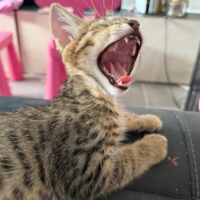 Photo of Billie 🍓