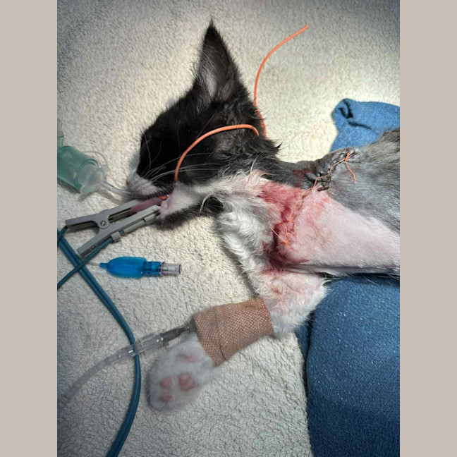 Photo of Tayra The Tiny Tripod Tuxie