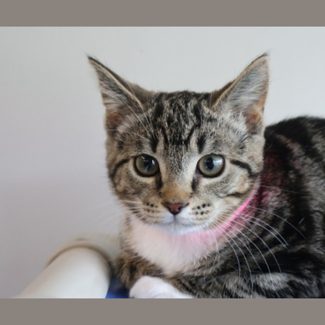 Photo of Mocha