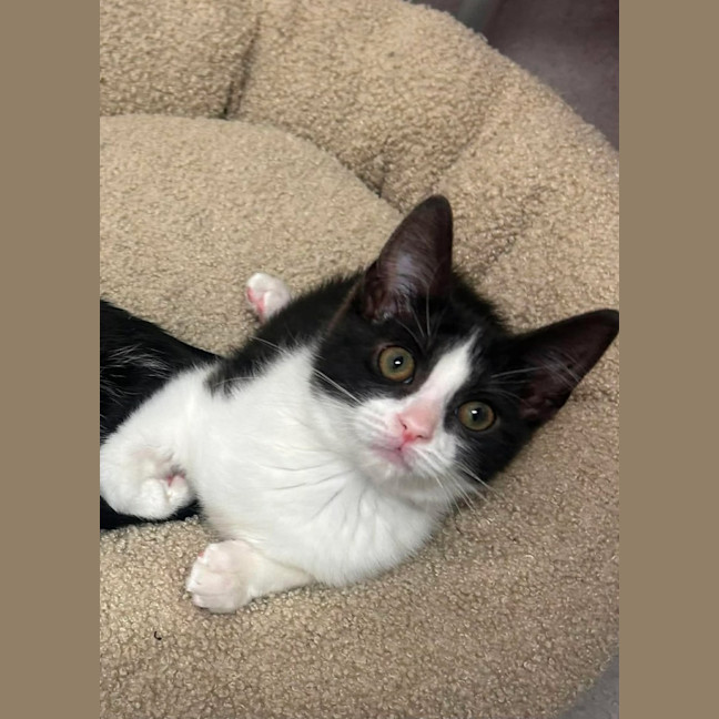 Photo of Tortelleni   In Foster Care In Ashburton