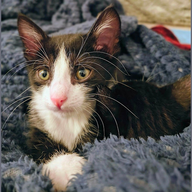 Photo of Badger 