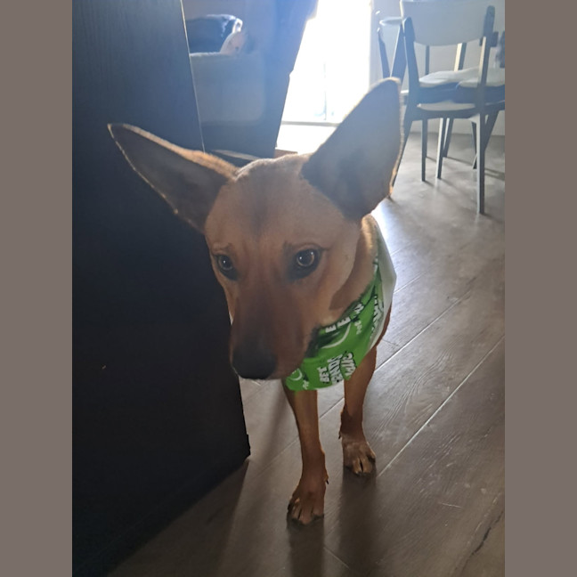 Photo of Pep (Aka) Pepper