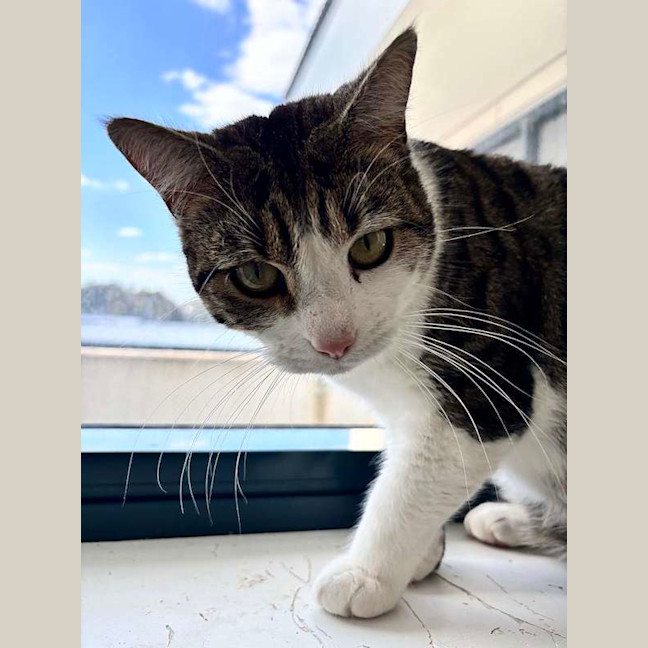 Photo of Sweetpea