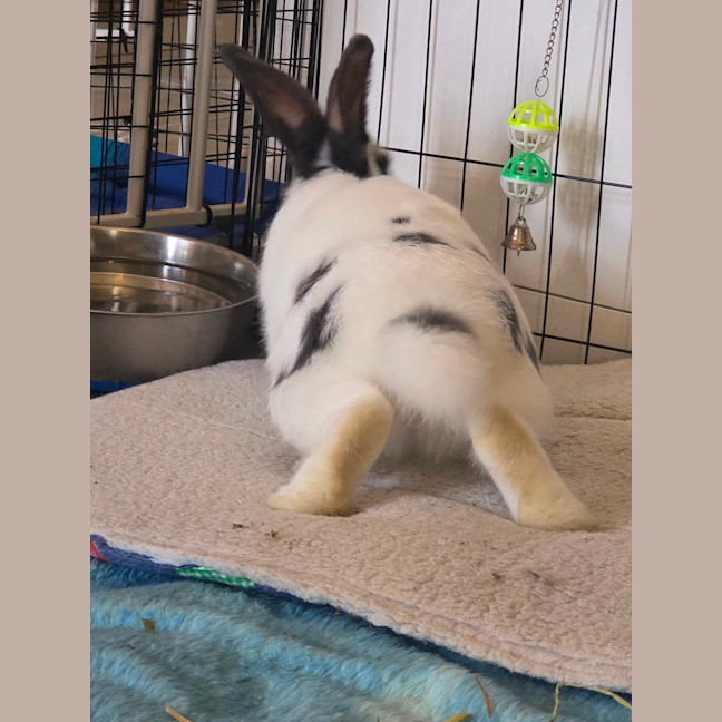 Photo of Chester