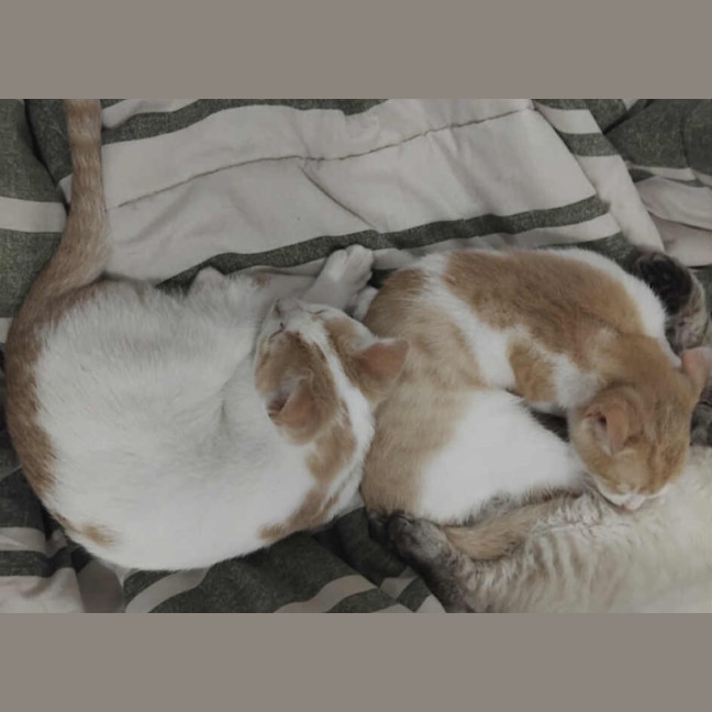 Photo of Biscoff Was Ginger