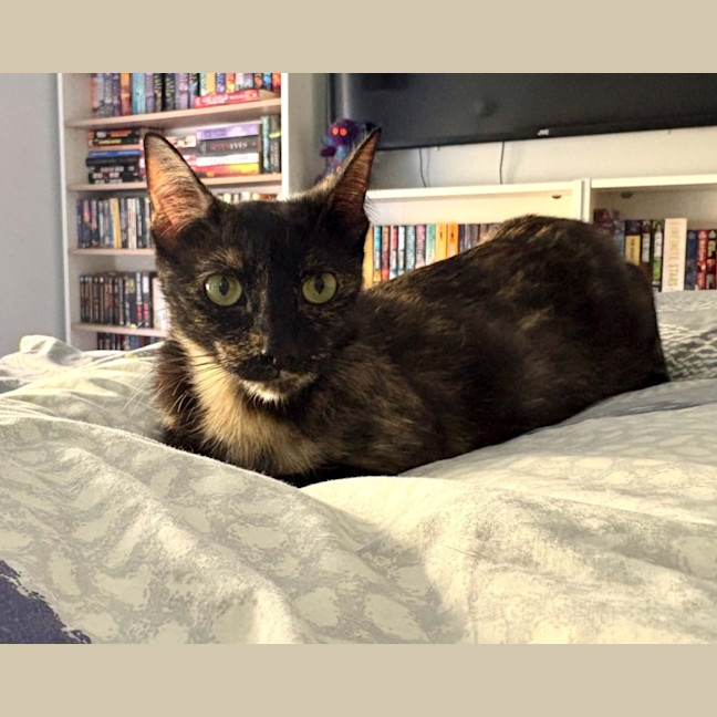 Photo of Biscuit