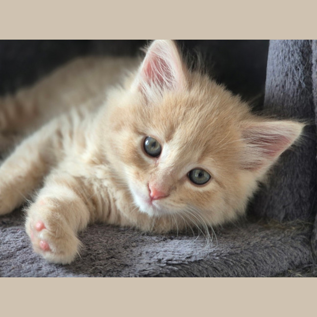 Photo of Gingie Bread