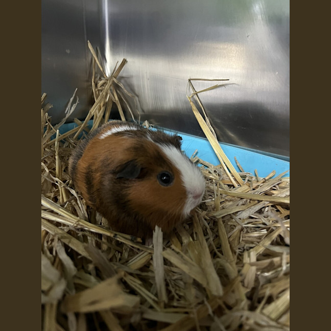Photo of Memphis (Bonded To Missy)