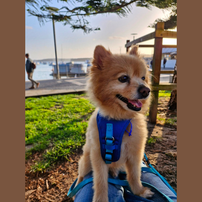 Photo of Ricco   10 Year Old Pomeranian (Trial)