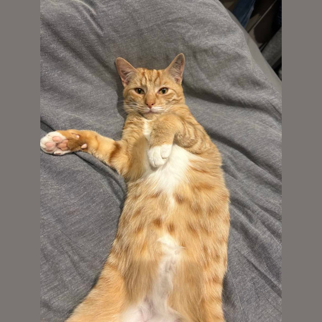 Photo of Obi 🧡
