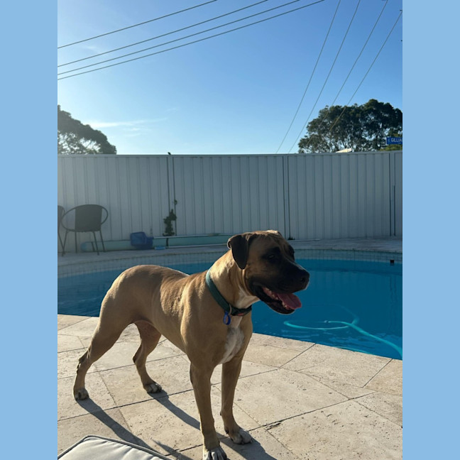 Photo of Tess   5 Year Old Mastiff X Staffy