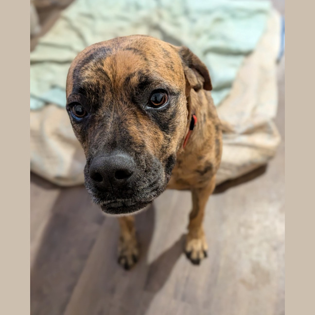 Photo of Rosette (Daisy)