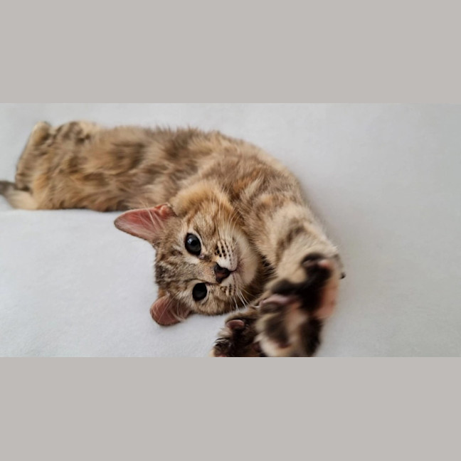 Photo of Skittles 