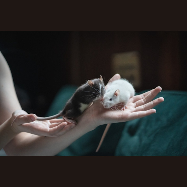 Photo of Toad & Beetle