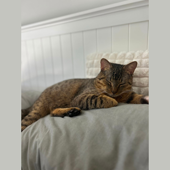 Photo of Jasper   3 Year Old Domestic Short Hair