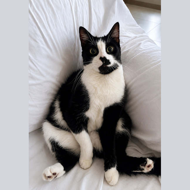Photo of Theodore 