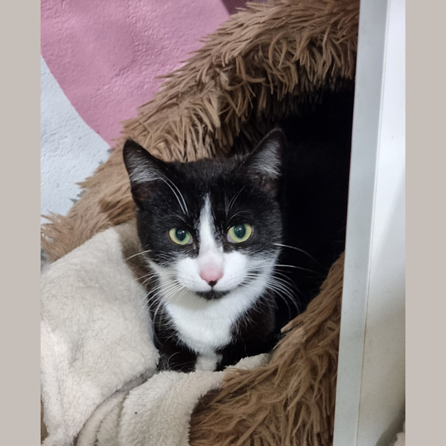 Photo of Nimbus
