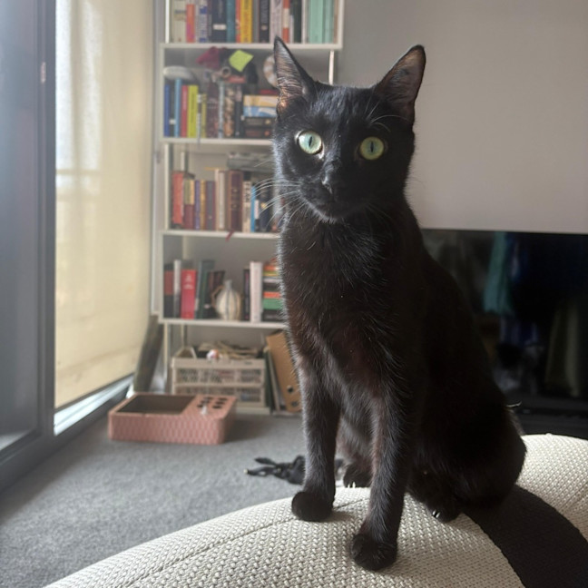 Photo of Chimi