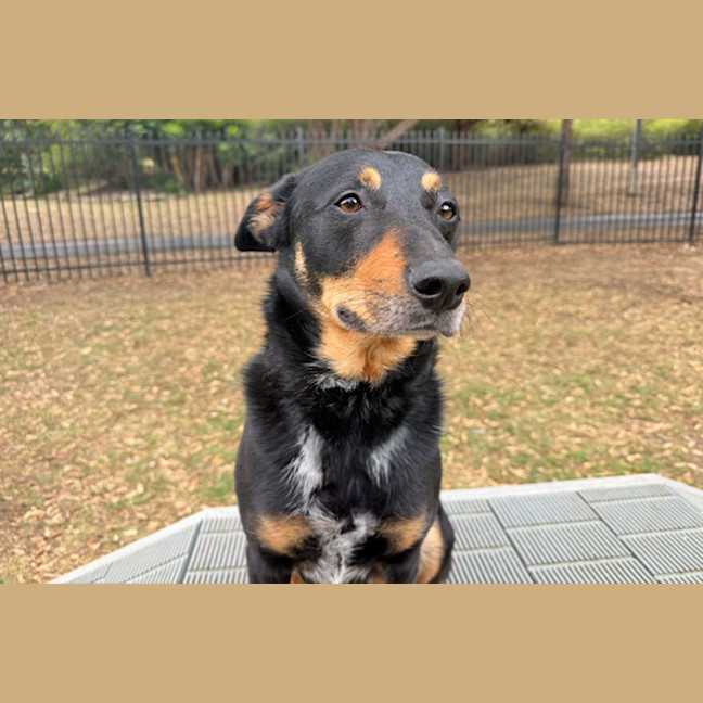 Photo of Banjo