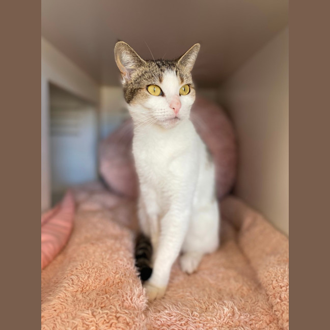 Photo of Queen Croissant