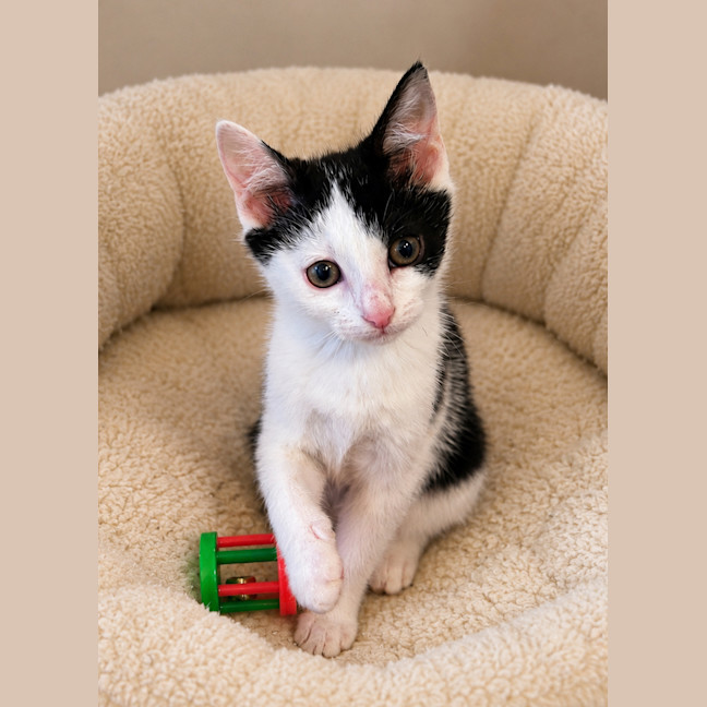 Photo of Marshmallow