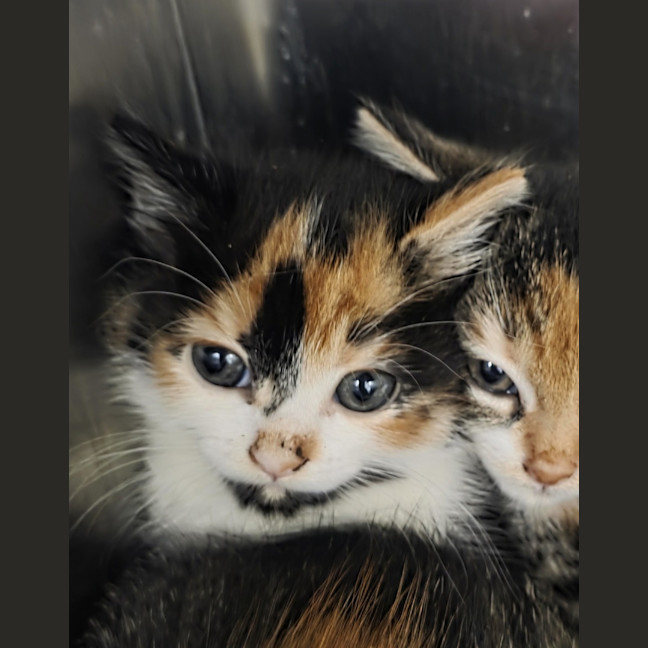 Photo of Tori