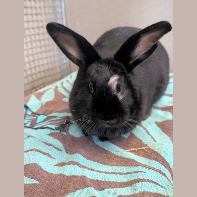 Photo of Chippy