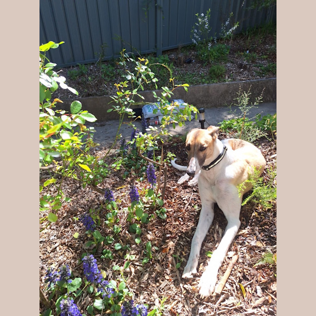 Photo of Billy, The Greyhound