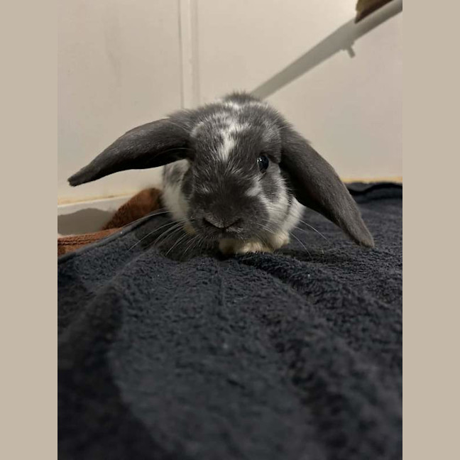 Photo of Dumpling