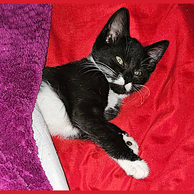 Photo of Gomez